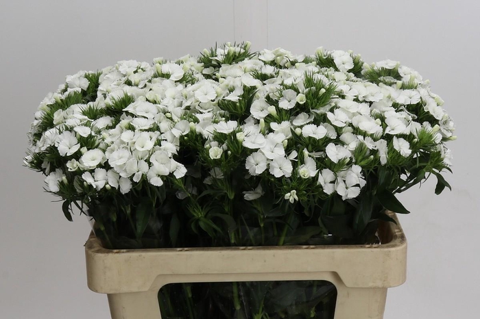 <h4>Dianthus Br White Duke</h4>
