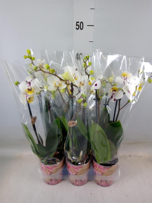 <h4>Phalaenopsis multi. 'Coco 4'</h4>