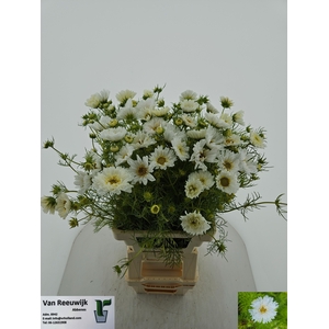 COSMOS BIPINNATUS