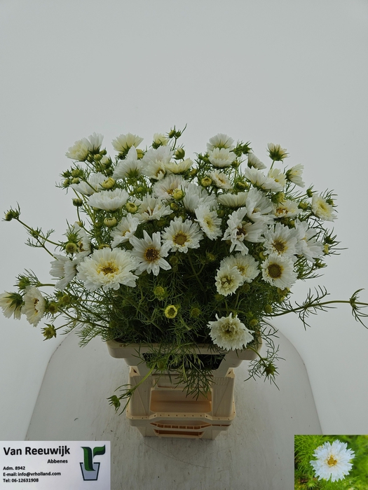 <h4>COSMOS BIPINNATUS</h4>