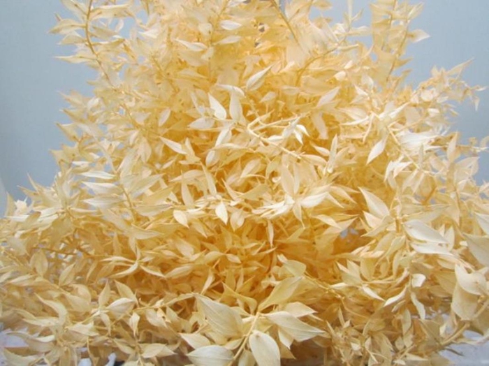 <h4>RUSCUS A GEBLEEKT ZALM</h4>