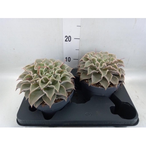 Echeveria   ...