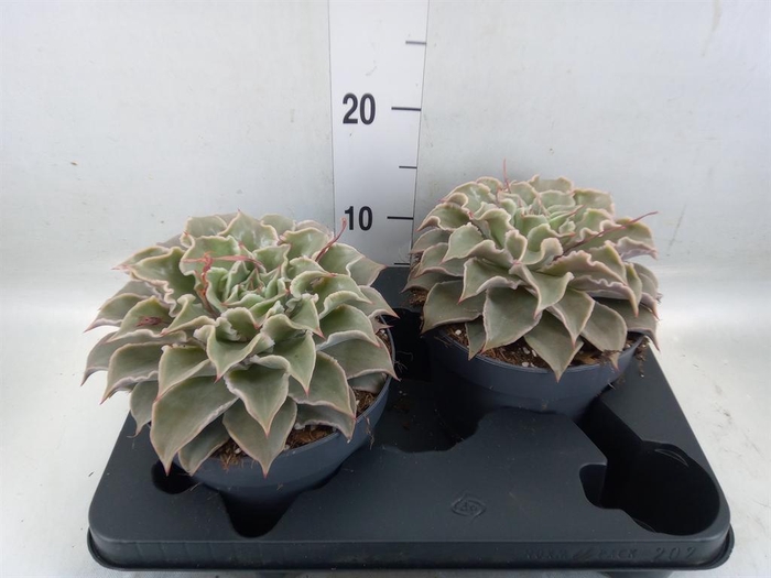 <h4>Echeveria ...</h4>