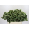 Pittosporum Ilan