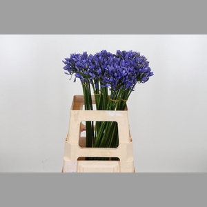 Agapanthus Intermedia