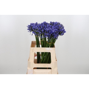 Agapanthus Intermedia