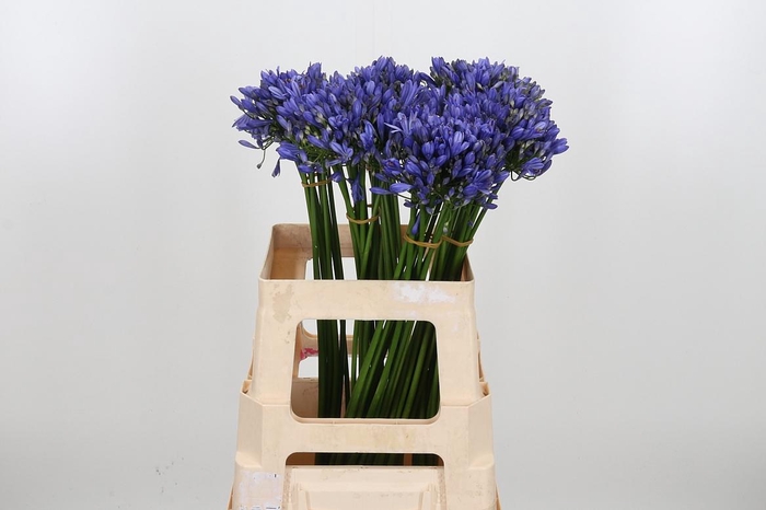 <h4>Agapanthus Intermedia</h4>