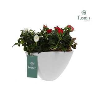 Keramieken bootvorm wit met Potroos D18.5