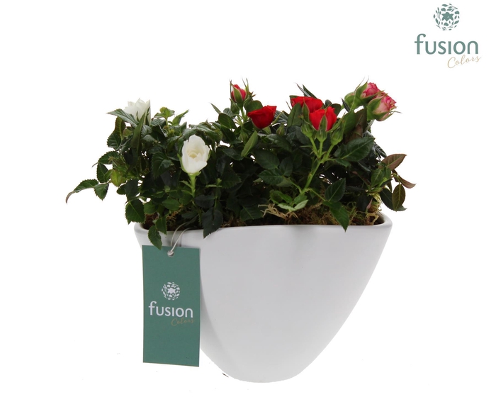 <h4>Keramieken bootvorm wit met Potroos D18.5</h4>