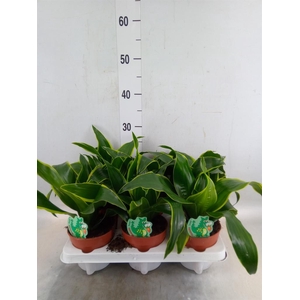 Dracaena frag. 'Dorado'