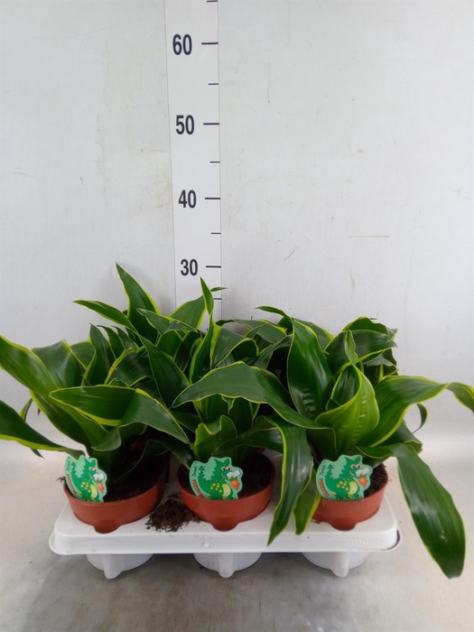 <h4>Dracaena frag. 'Dorado'</h4>