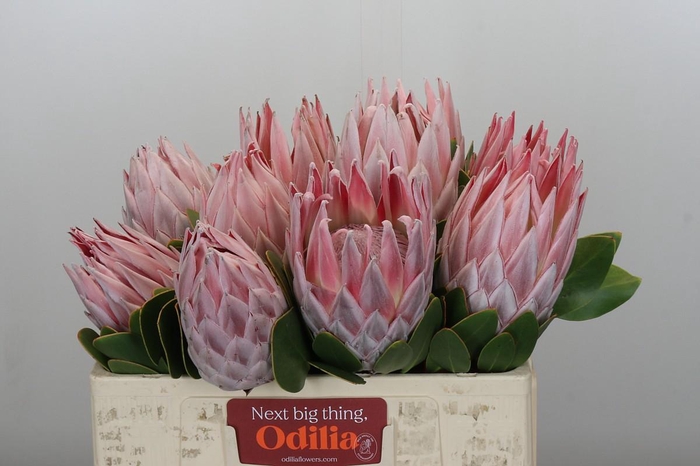 <h4>Protea Cynaroides</h4>