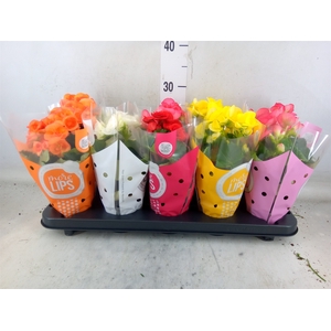 Begonia elat. DU   ...mix