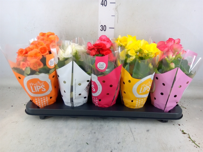 <h4>Begonia elat. DU   ...mix</h4>