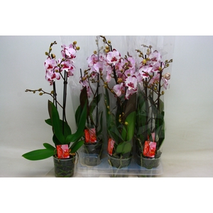 PHAL OV