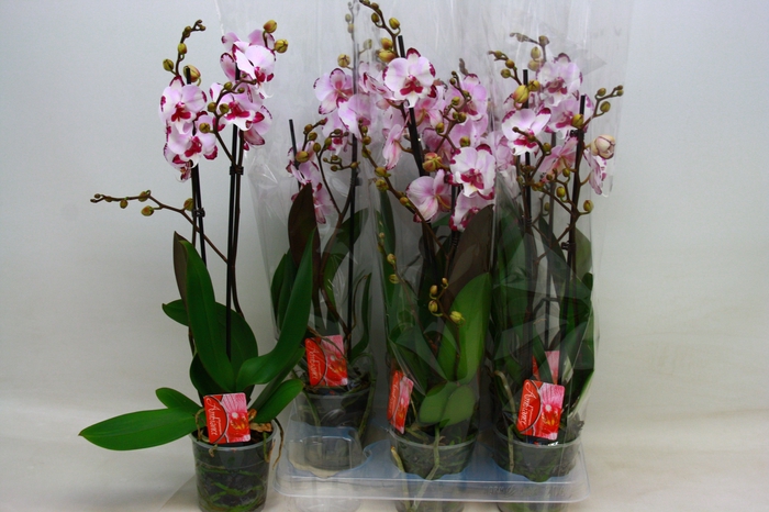 <h4>PHAL OV</h4>