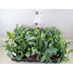 Phlebodium aureum 'Blue Star'