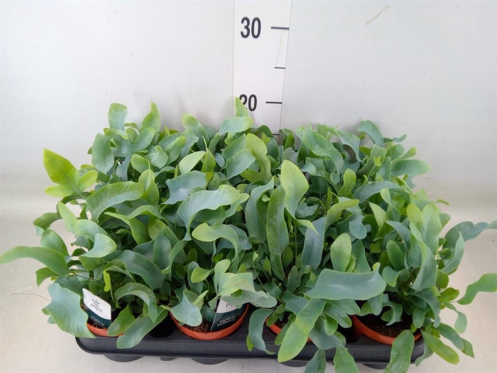 <h4>Phlebodium aureum 'Blue Star'</h4>