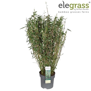 Fargesia murieliae 'Winter Black' P29