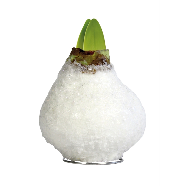 <h4>Amaryllis Touch of Wax Special Frost White 6x1, rode bloem, Tray 236</h4>