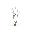 Syringa Branch Super Morago