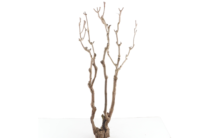 Syringa Branch Super Morago