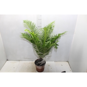 BLECHNUM GIBBUM SILVER LADY P17