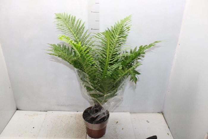 <h4>BLECHNUM GIBBUM SILVER LADY P17</h4>