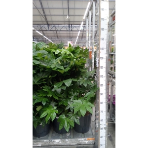 Fatsia japonica ...