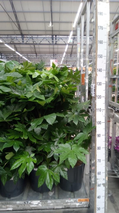 <h4>Fatsia japonica   ...</h4>