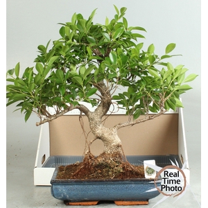BONSAI GEM