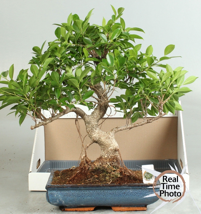 <h4>BONSAI GEM</h4>