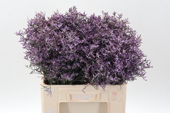 <h4>Lim Saf Lilac</h4>