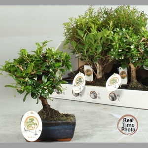 BONSAI GEM