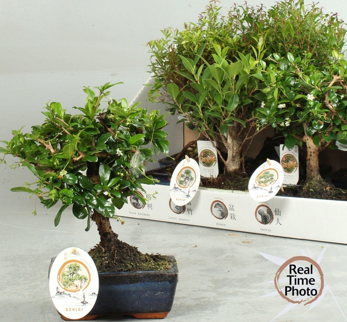 <h4>BONSAI GEM</h4>