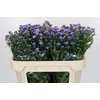 Aster Baby Blue