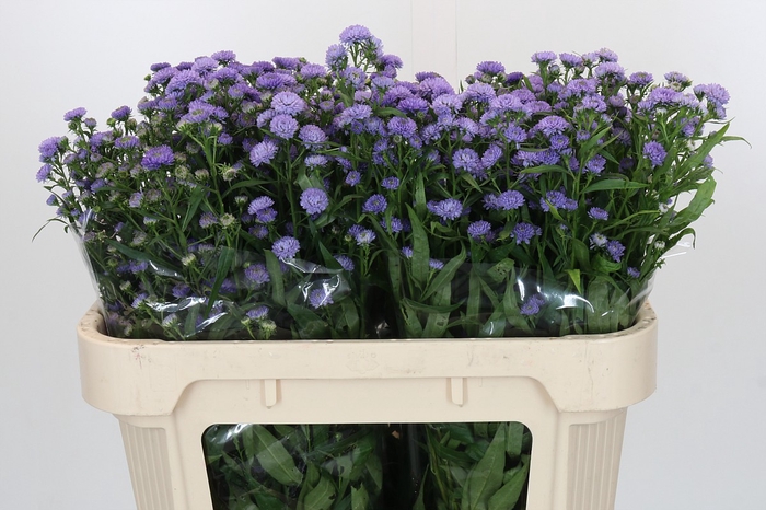 <h4>Aster Baby Blue</h4>