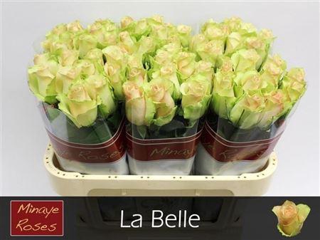 <h4>R Gr La Belle</h4>