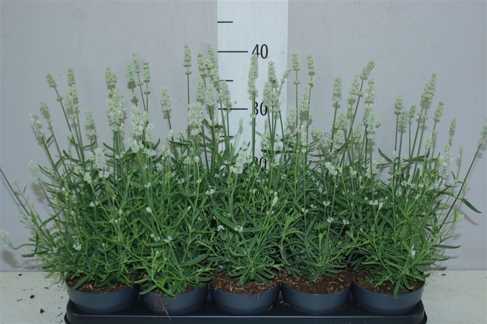 <h4>Lavandula An Vienco White</h4>