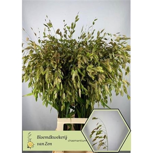 Chasm Latifolium