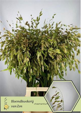 <h4>Chasm Latifolium</h4>