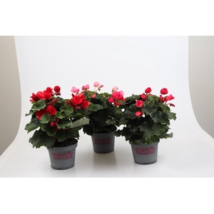 BETULIA BEGONIA p12.5