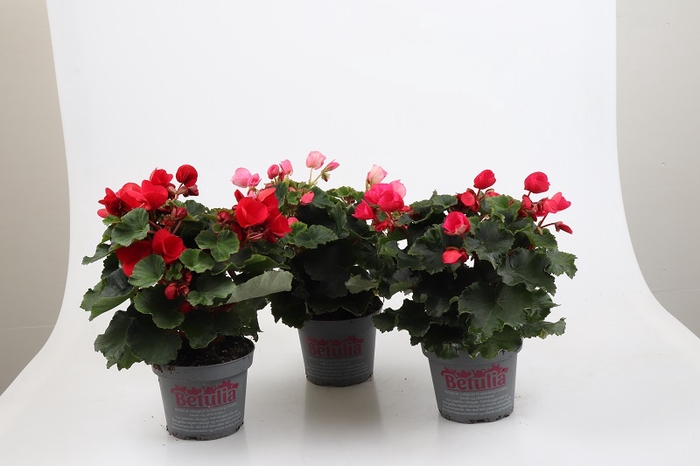 <h4>BETULIA BEGONIA p12.5</h4>