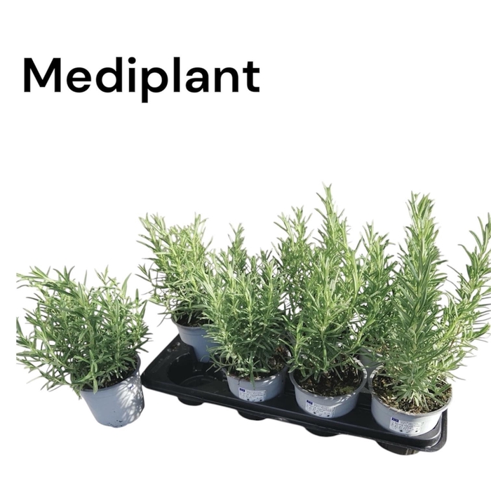 <h4>!! PROMO !! ROSMARIN OFFICINALIS P14</h4>
