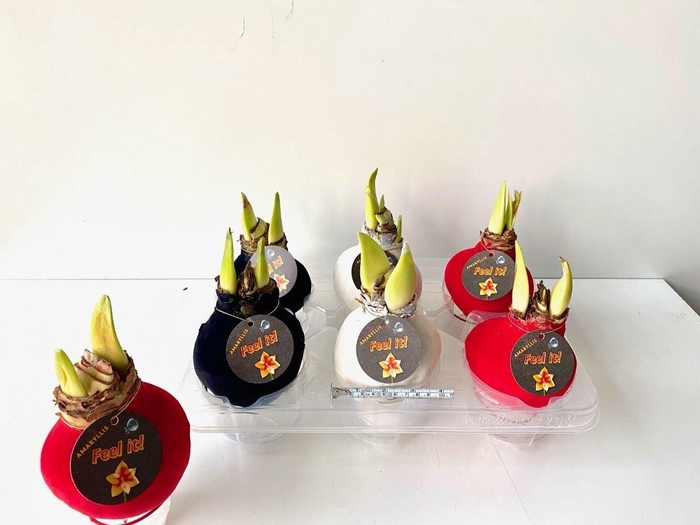 <h4>HIPPEASTRUM BELLADONNA VELVET X4</h4>