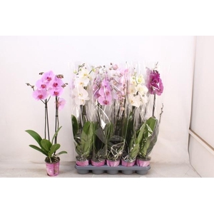 PHAL GEM 5 KL