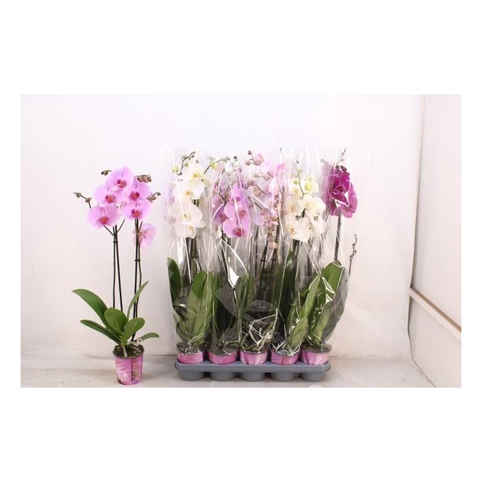 <h4>PHAL GEM 5 KL</h4>