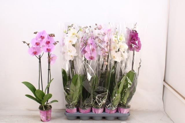 PHAL GEM 5 KL