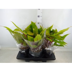 Philodendron  'Painted Lady'