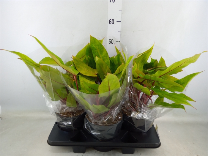 <h4>Philodendron  'Painted Lady'</h4>